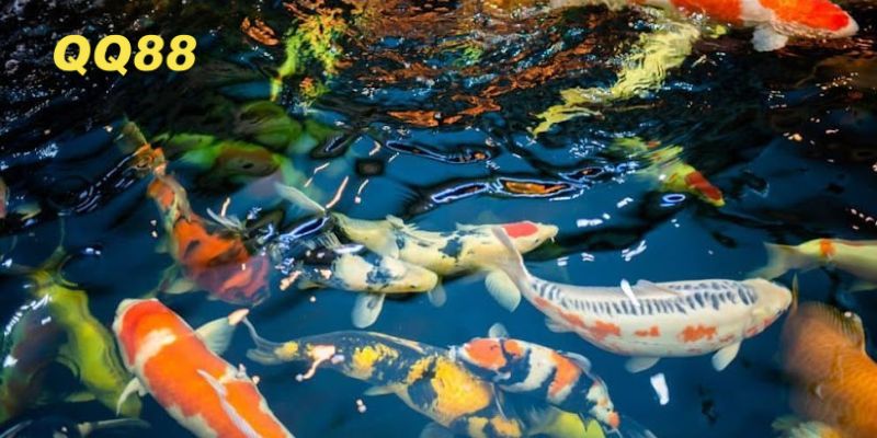 Chiêm bao đi mua cá cho thấy bạn sắp nhận được quà từ người thân